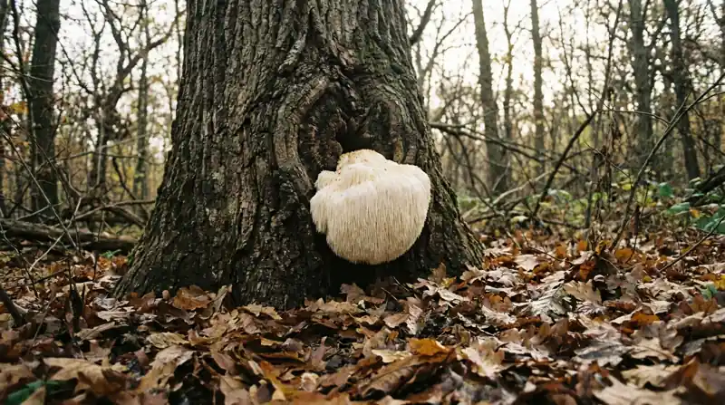 A large white lion's mane mushroom with hanging spines growing from the trunk of an old oak in an autumn wood