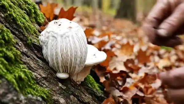 A man's hands gently parting the soft white spines of a lion's mane mushroom growing on an oak trunk